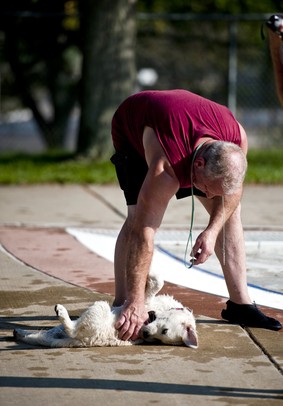 Ron Geis of Ypsilanti plays with his 18-week-old golden retriever puppy Lark during Dog Swim 2012 at Buhr Park Pool in Ann Arbor on Thursday evening. Joseph Tobianski | AnnArbor.com